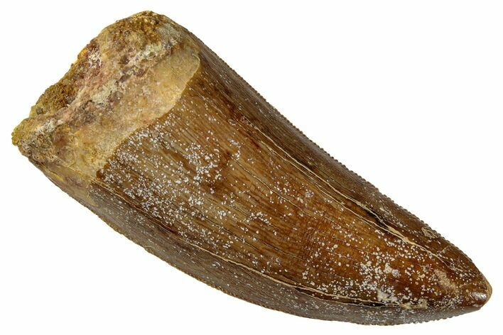 Serrated, Carcharodontosaurus Tooth - Real Dinosaur Tooth #267792